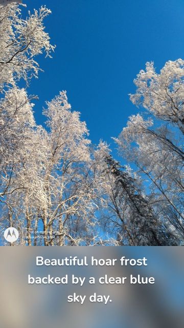 Beautiful hoar frost backed by a clear blue sky day.